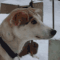 Maude