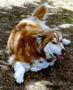Nonny - the best dog in the world!