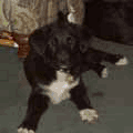 Sam