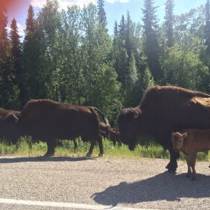 Bison on the AlCan