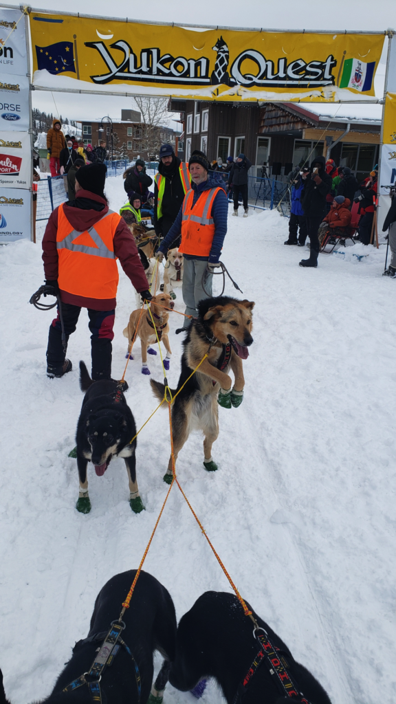 StinkyPup Kennel in the chute - Yukon Quest 100 - Shipyards Park Whitehorse - 2022