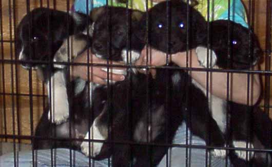 Crate of puppies