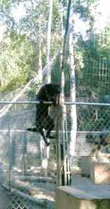 Siren Climbing Fence