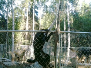 Siren Climbing Fence