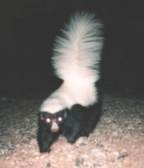 Our skunk had thinner stripes, and was less perky, than the skunk depicted here