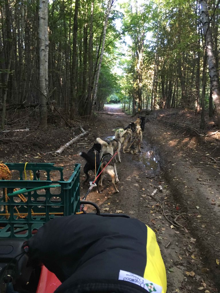 StinkyPup Fall mushing with sled dogs in L'Amable, Ontario