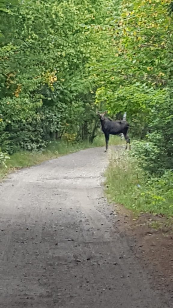 moose-on-heritage-trail-20160921