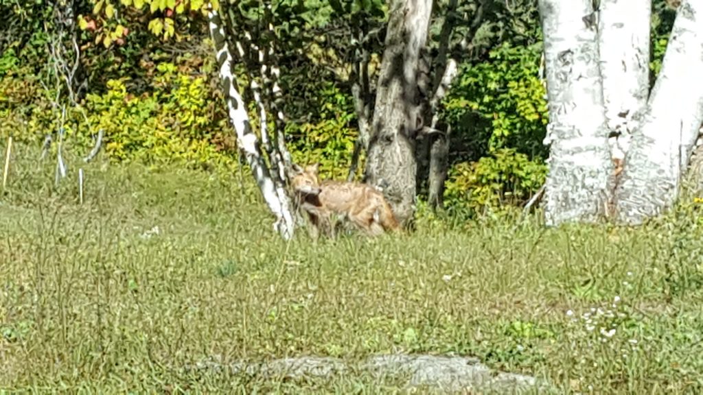 Red fox in L'Amable, Ontario