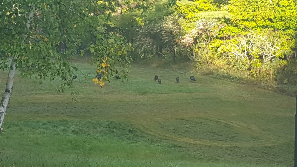 turkeys-lamable-20160927_081505