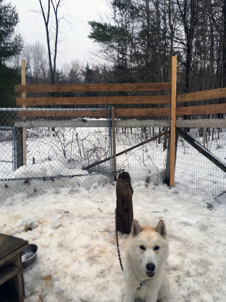 Jack's New Fence, Featuring Moose