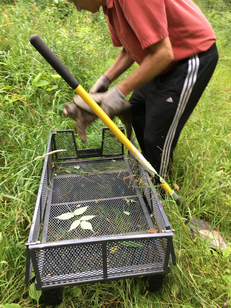 Greg setting Mr. Turtle free