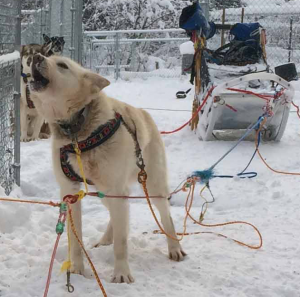 Capella in Fairbanks