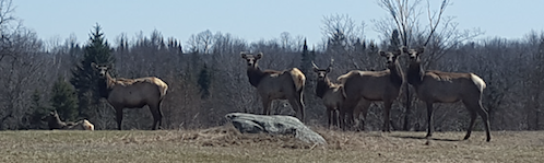 American Elk near L'Amable, Ontario