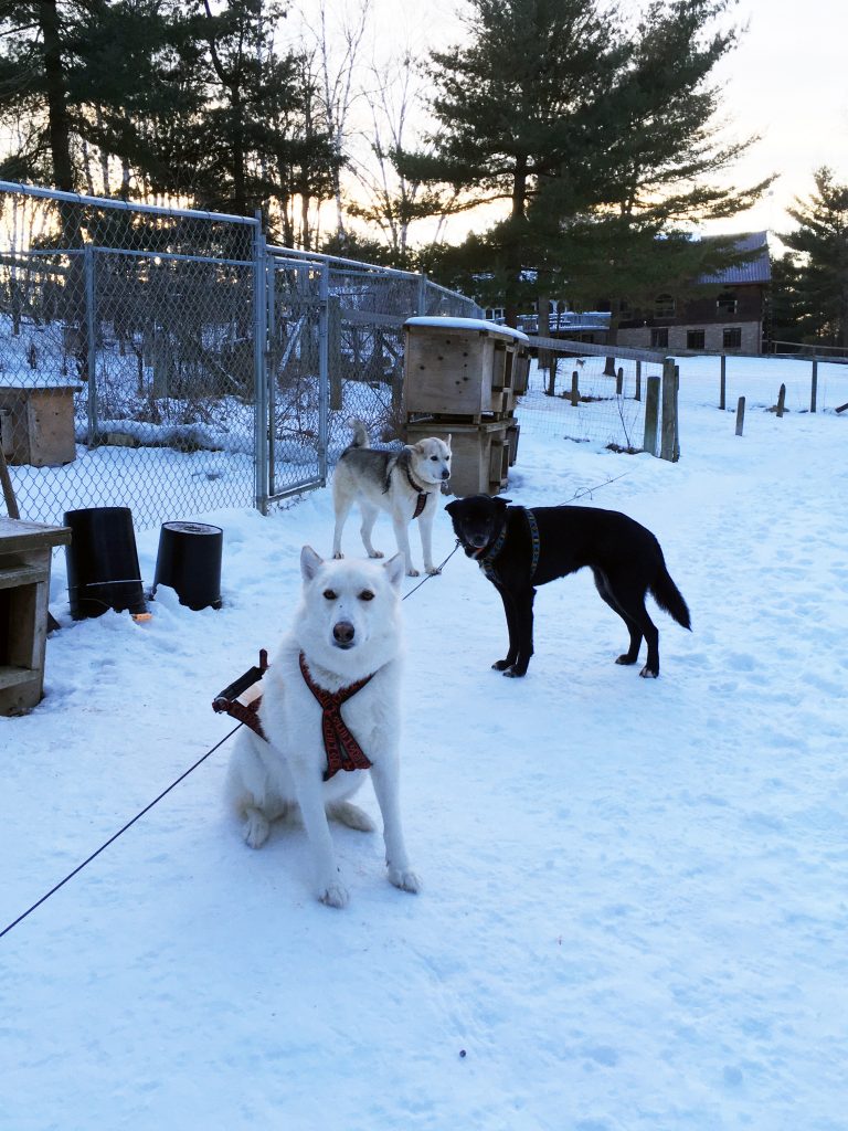 Moose, Siren, Ted getting ready to go mushing with the ATV in L'Amable, Ontario