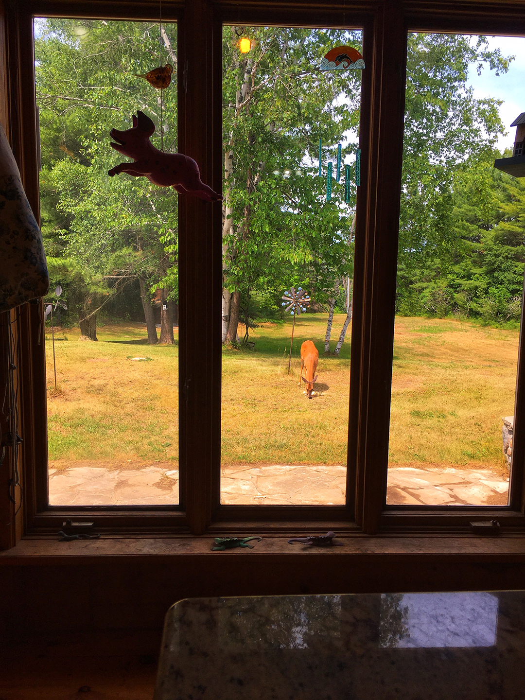 Frequent Bambi Visitors - Kitchen Window View