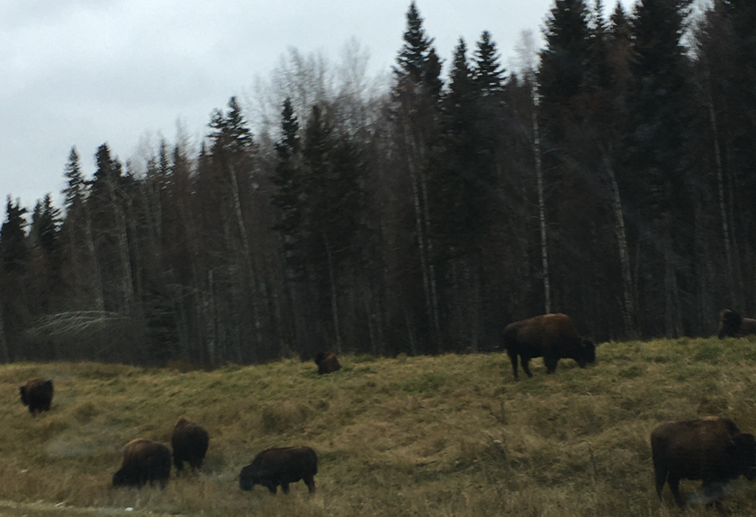 Bison on the road to Watson Lake
