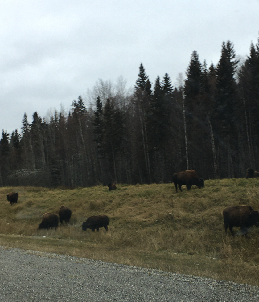 Bison on the road to Watson Lake