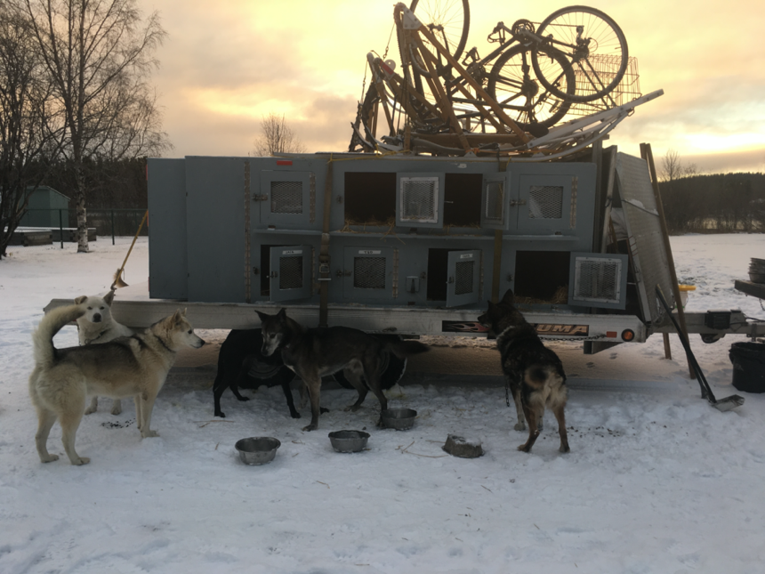Wye Park -- dogs on trailer