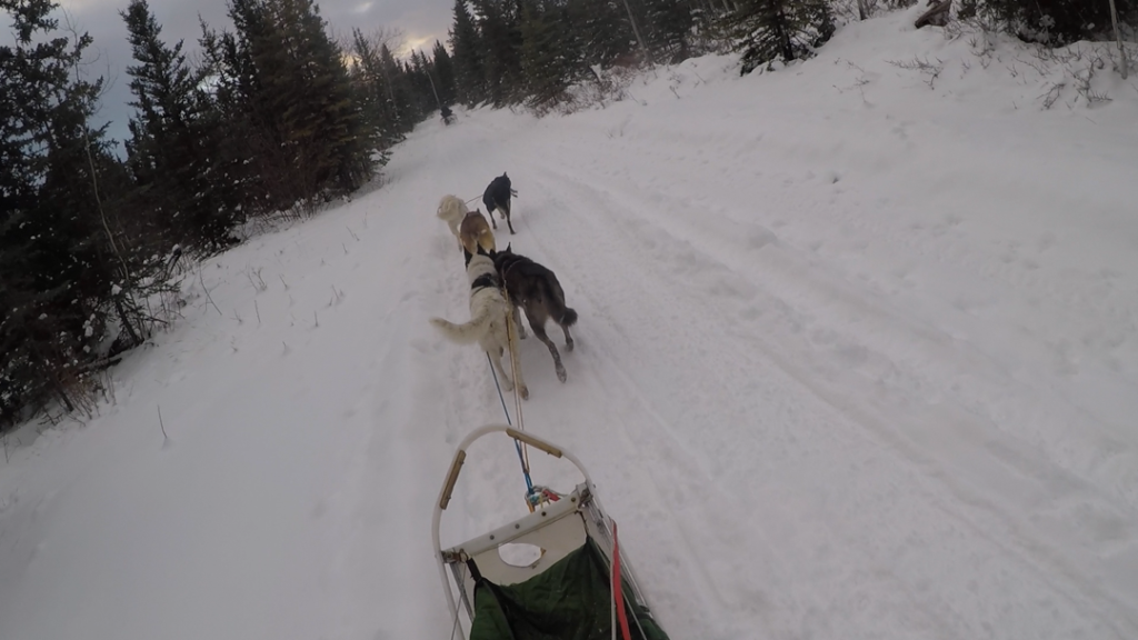 Greg's first mush on a sled in the Yukon on November 11, 2020