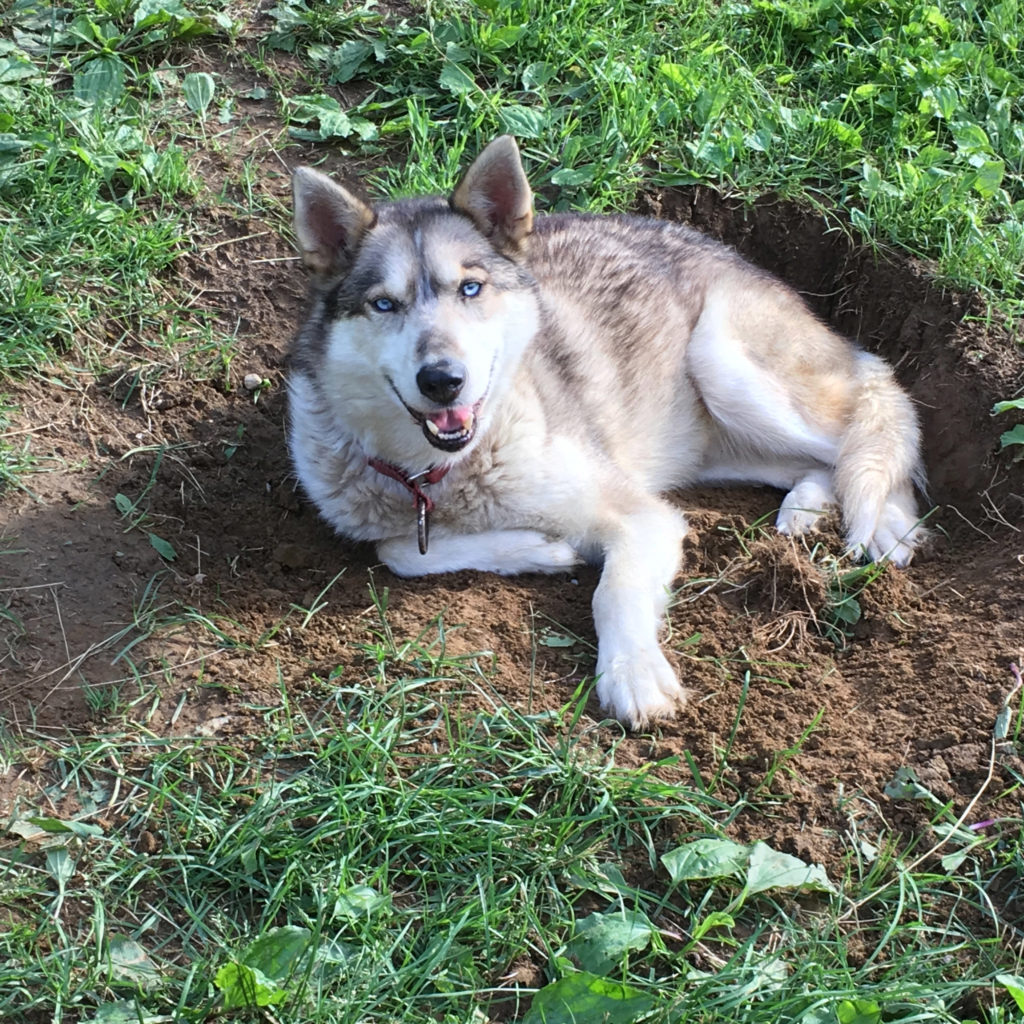 Moe in his dirt hole June 2017