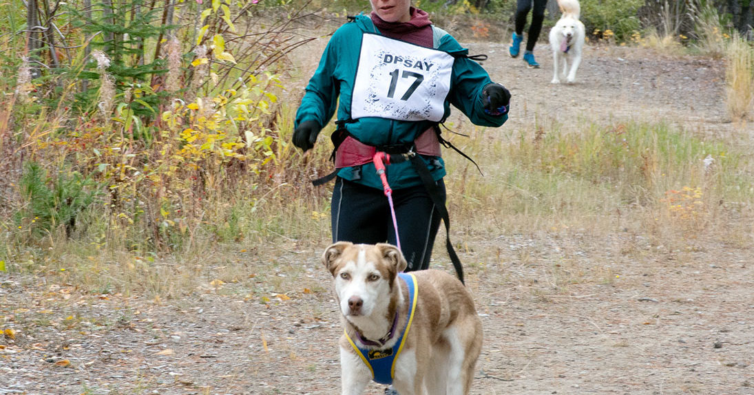 Floppy and Ilana with Moose and Greg catching up in the two mile race photo by Morris Prokop from the Whitehorse Star