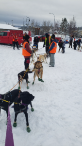 StinkyPup Kennel fixin' to go to the starting line - Yukon Quest 100 - Shipyards Park Whitehorse - 2022