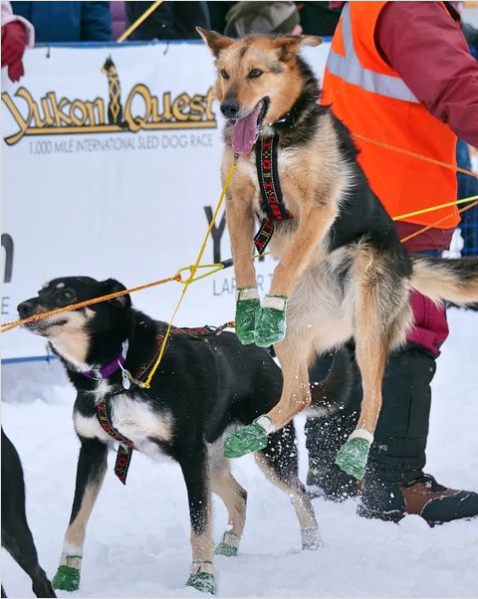 Amy-Sue & Geri at the start of the Yukon Quest 100 - 2022 in Whitehorse
