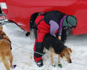 Bootieing the dogs -- Amy-Sue pictured