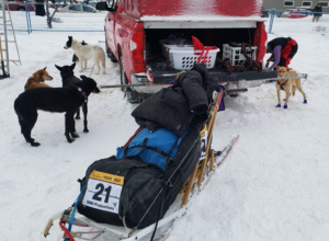 StinkyPup Kennel packing up for the Yukon Quest 100 - Shipyards Park Whitehorse - 2022