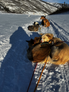 StinkyPups resting on the Yukon River during the Percy DeWolfe 2022