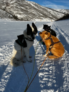 StinkyPups resting on the Yukon River during the Percy DeWolfe 2022