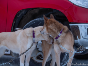 Percy DeWolfe 2022 StinkyPup Kennel- Snowflake and Timber - photo by Yannick Klein - YukanProductions