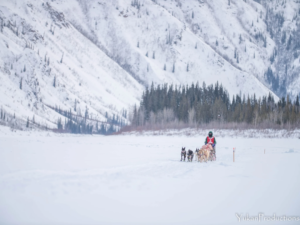 Percy DeWolfe 2022 StinkyPup Kennel- Stinkers on the run - photo by Yannick Klein - YukanProductions