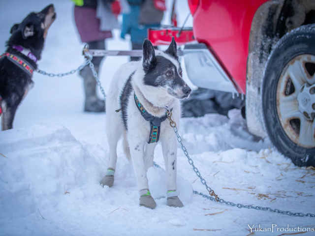 Percy DeWolfe 2022 StinkyPup Kennel- Yukon - photo by Yannick Klein - YukanProductions