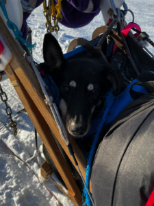 Geri riding in the sled -- Percy DeWolfe 2022