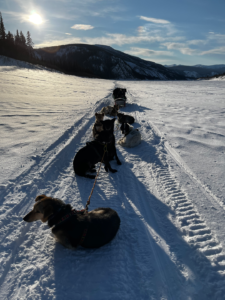 StinkyPups resting on the Yukon River during the Percy DeWolfe 2022