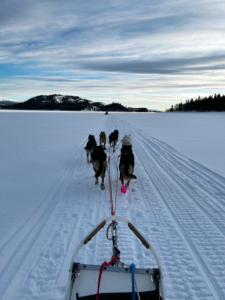 Dog sledding on Lake Laberge, Whitehorse Yukon