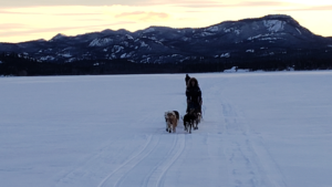 Dog sledding on Lake Laberge, Whitehorse Yukon