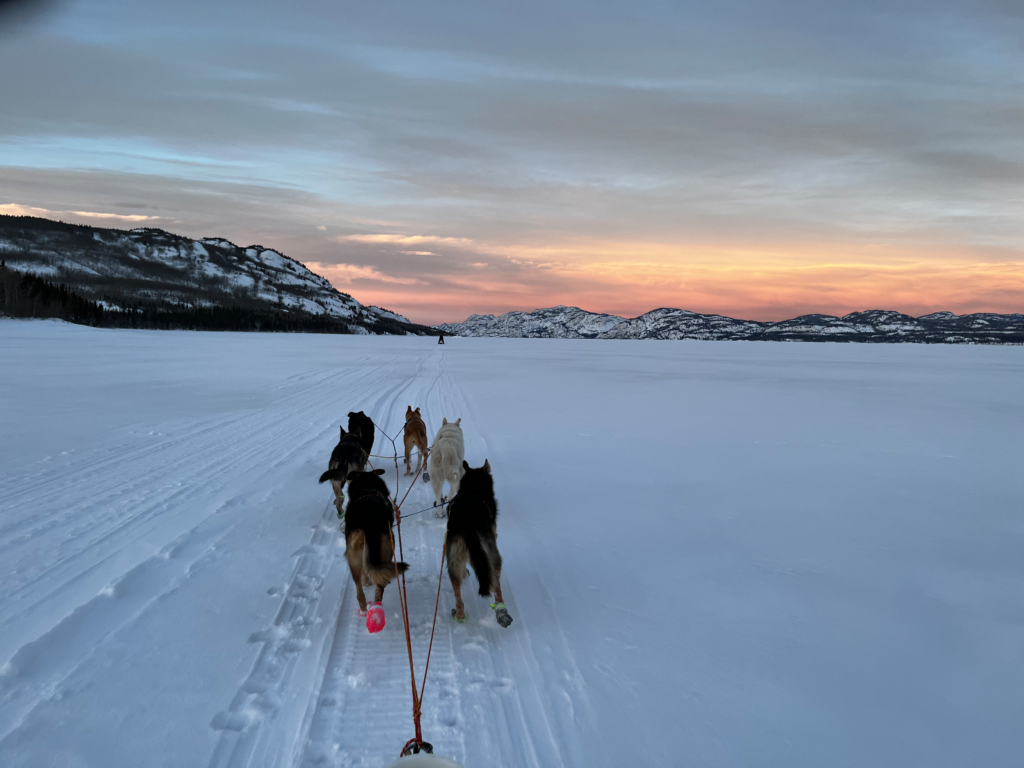 Dog sledding into the sunset on Lake Laberge, Whitehorse Yukon