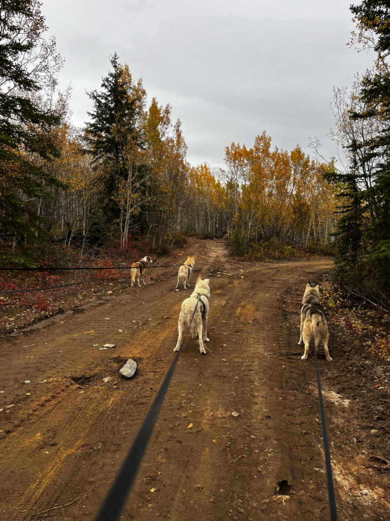 Photo of sled dogs walking on a leash