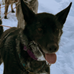 Headshot of a sled dog
