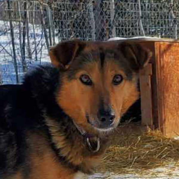 Sled Dogs StinkyPup Kennel