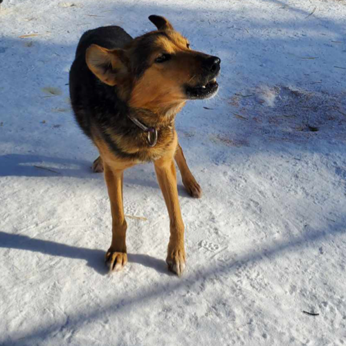 Photo of Haines the sled dog