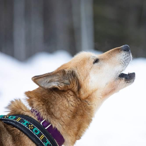 Photo of sled dog howling