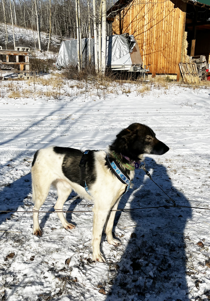 sled dog Ryker