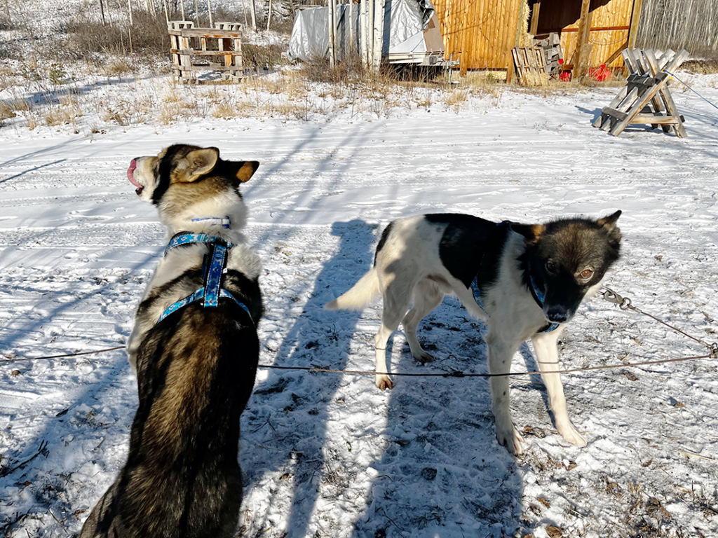 sled dogs Sisuq and Ryker