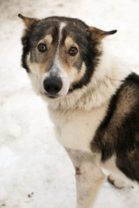 Headshot of Sisuq the sled dog