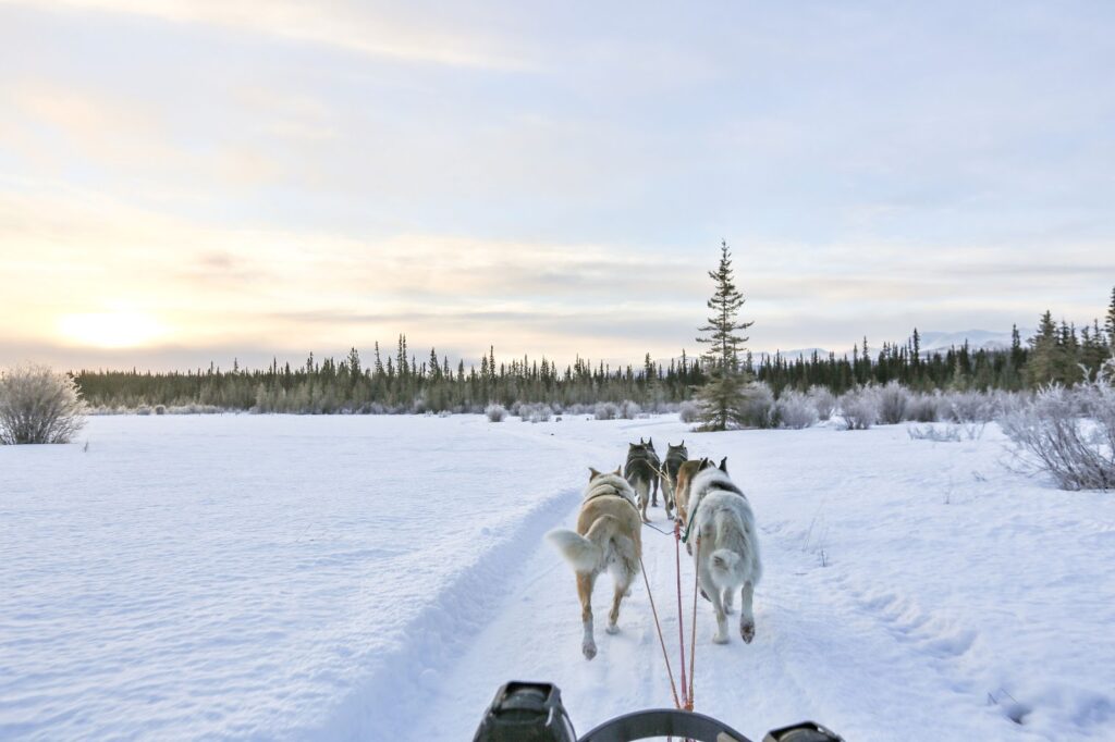 dog sledding on a field in Whitehorse, Yukon with views of Lake Laberge