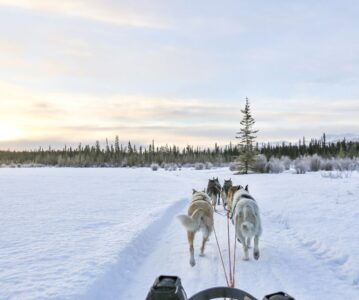 Come Dog Sledding with The Stinkers!