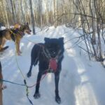 Photo of Allie the sled dog